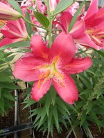 [5306 Tessala No02.JPG]